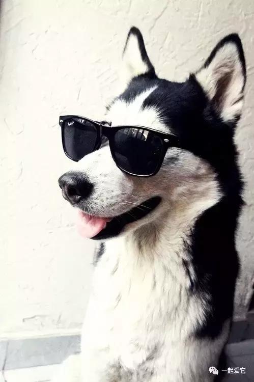 宠狗知识,宠萌指南哈士奇