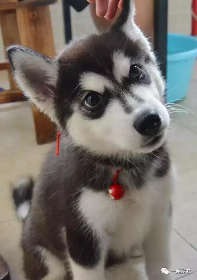宠狗知识,宠萌指南哈士奇