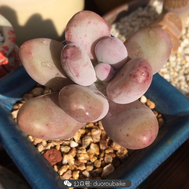 江浙沪多肉过冬,江浙沪一年四季露养的多肉