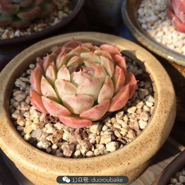 江浙沪多肉过冬,江浙沪一年四季露养的多肉