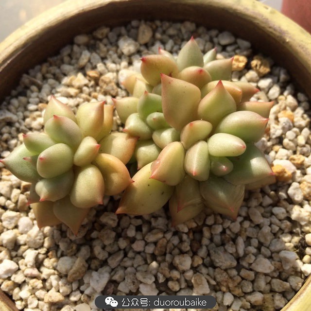江浙沪多肉过冬,江浙沪一年四季露养的多肉