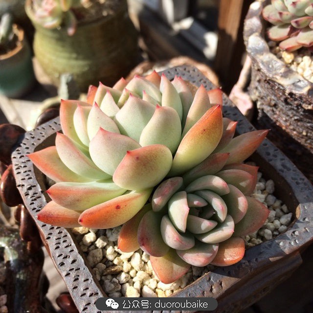 江浙沪多肉过冬,江浙沪一年四季露养的多肉