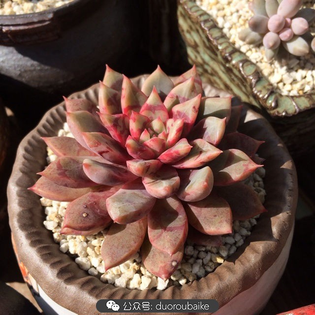 江浙沪多肉过冬,江浙沪一年四季露养的多肉