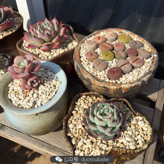 江浙沪多肉过冬,江浙沪一年四季露养的多肉