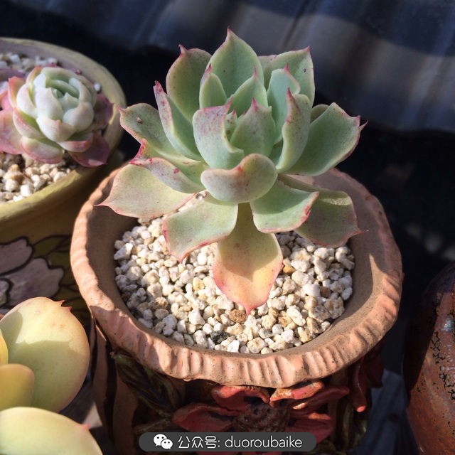 江浙沪多肉过冬,江浙沪一年四季露养的多肉