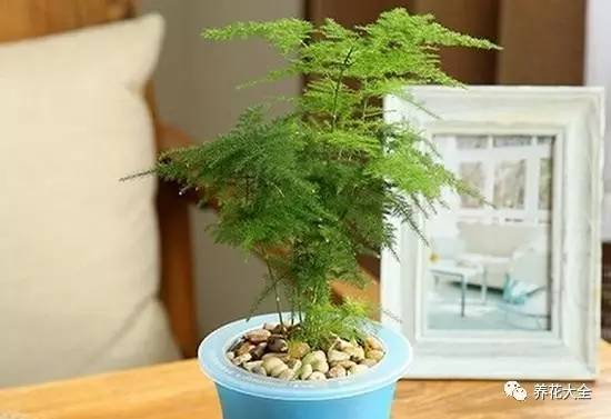 过年年宵花好卖吗,过年摆的年宵花有哪些