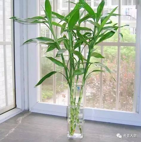 过年年宵花好卖吗,过年摆的年宵花有哪些