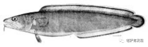 这艘年老色衰的奶奶级潜水艇,年轻时还有这般动人的经历