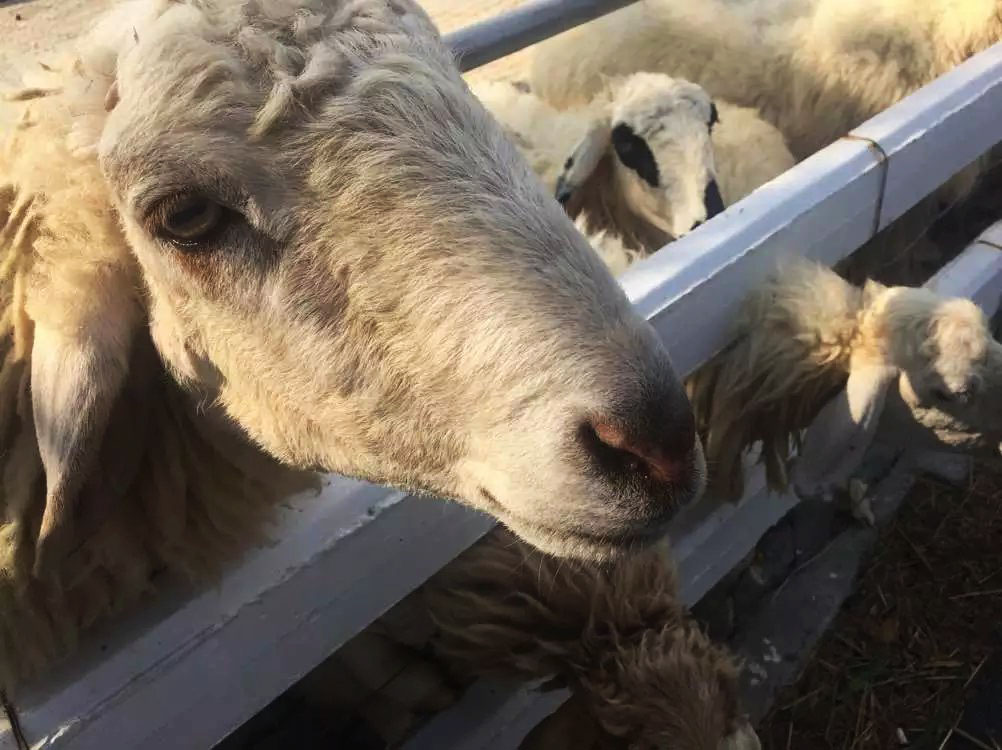 泰国曼谷芭提雅华欣7天自由行 (泰国华欣与芭提雅是一个地方吗)