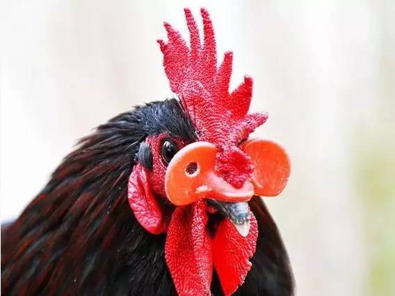 “眼镜鸡”，土鸡中的潮流范儿