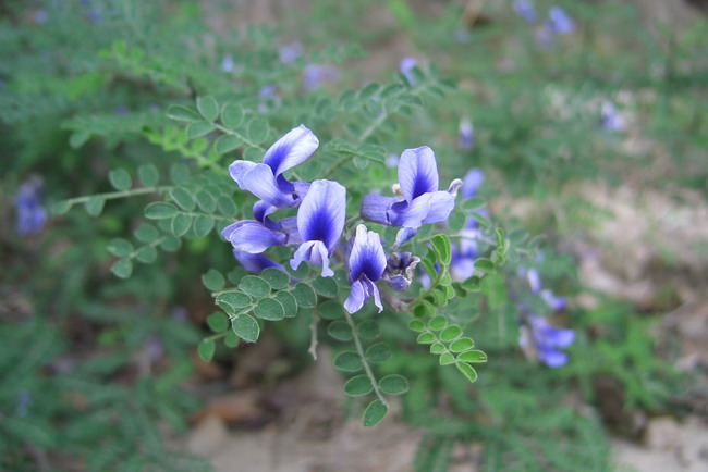 治小孩不说话的偏方,孩子咳咳怎么治