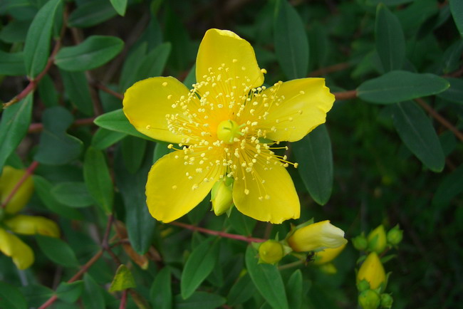 治小孩不说话的偏方,孩子咳咳怎么治