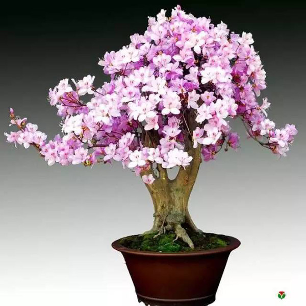 过年家里摆放合适的植物,过年适合家里摆放什么植物