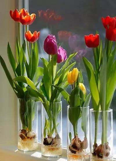 过年家里摆放合适的植物,过年适合家里摆放什么植物