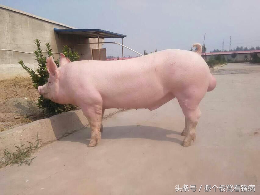 如何做好公猪的饲养管理,养猪公猪该怎么管理