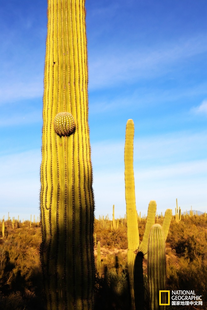图森仙人掌,图森地理位置