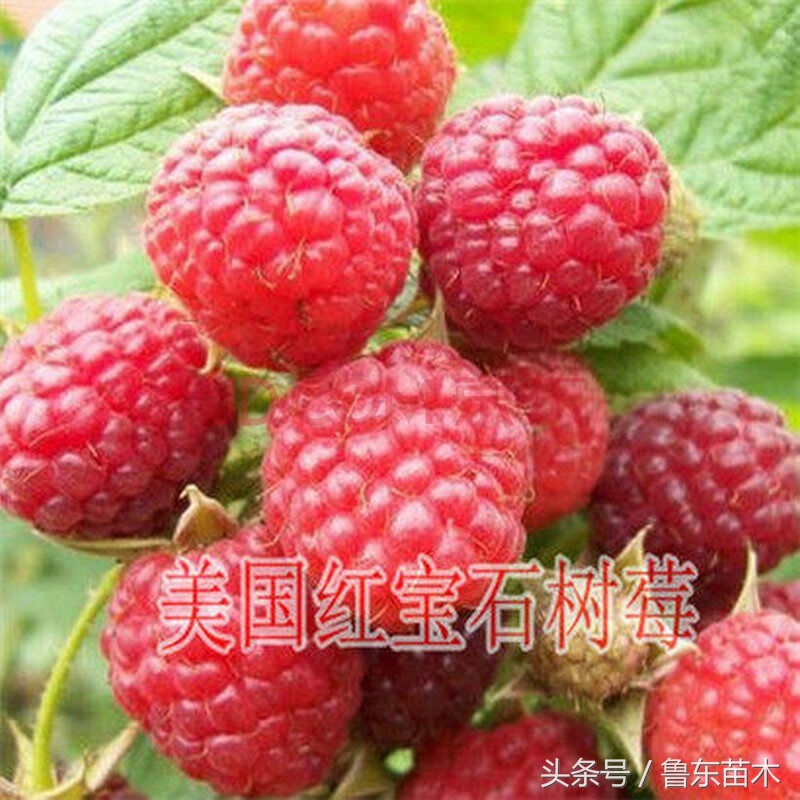 好吃又好种的树莓,花盆里就能种出营养丰富的草莓