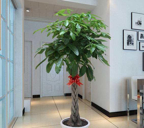 君子兰烂根后怎么处理配土上盆,椰糠配的土总是烂根