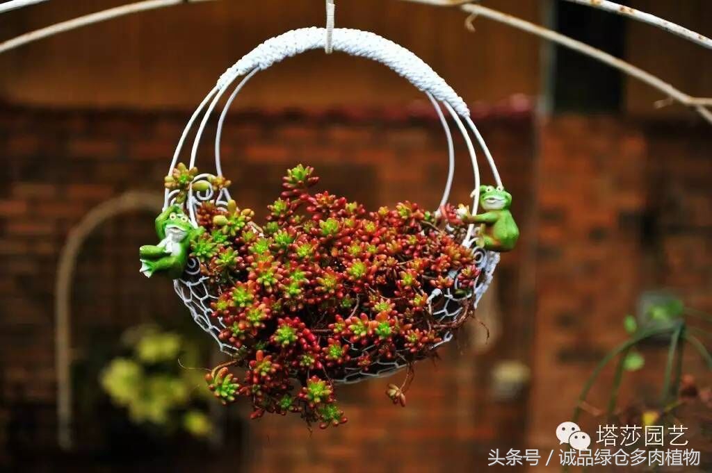 铁艺多肉怎么养,铁艺多肉