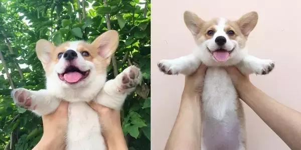 宠物有跳蚤螨虫怎么彻底消除,宠物身上跳蚤和螨虫怎么区分