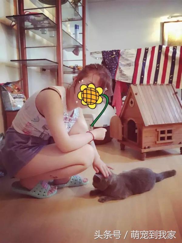 老猫的养猫日记 (网瘾少年养猫)