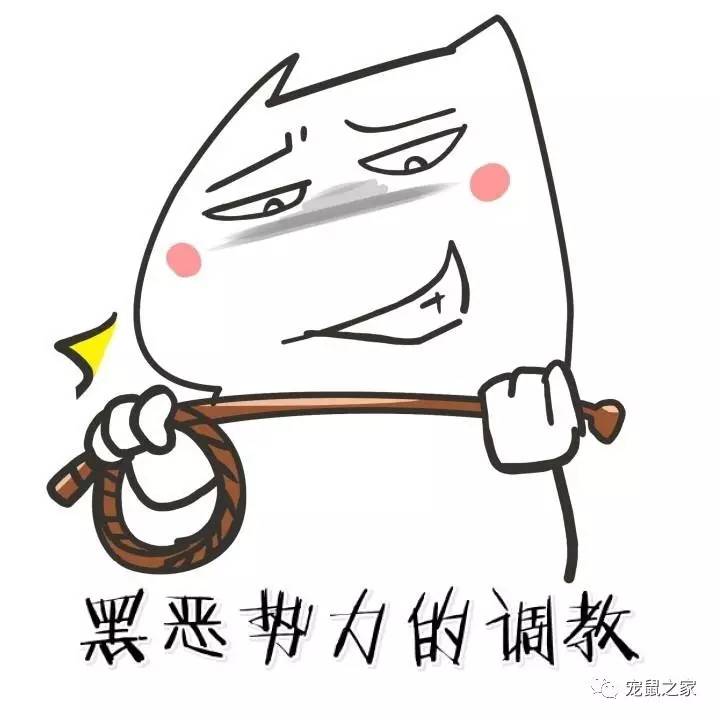 做四有军人,做豚鼠便当