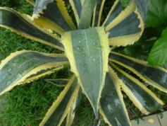 盆栽去甲醛最好的植物,吸甲醛又好养的植物有哪些盆栽