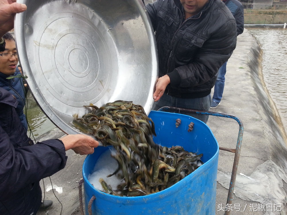 是谁伤了养殖户的心，养泥鳅达人道出原委