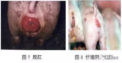 猪霉菌毒素最怕三种克星,猪霉菌毒素中毒有什么症状