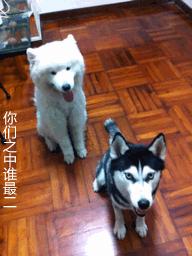 哈士奇冰箱质量可靠吗,冰箱里的哈士奇