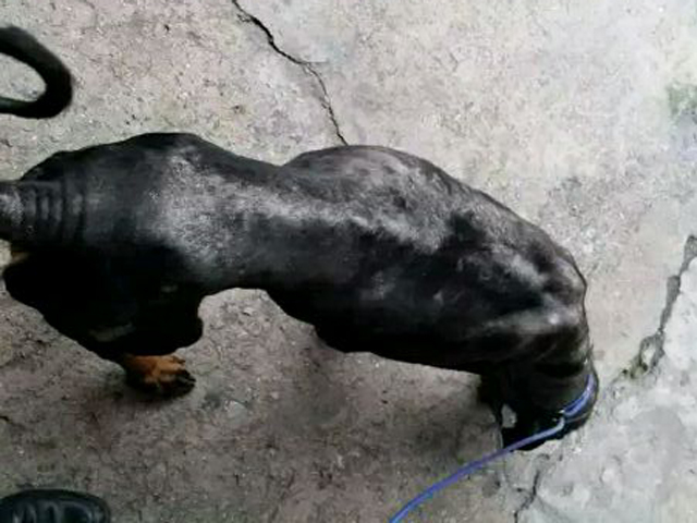 小藏獒被遗弃,藏獒一个月没吃饭被领养后大变样