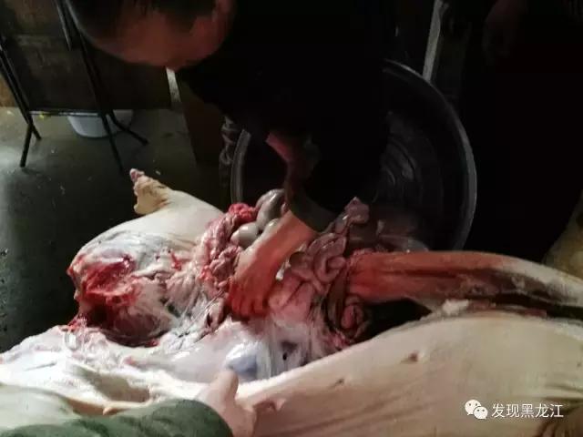 现场实拍农村一家人杀年猪全过程,东北农村真实生活杀年猪