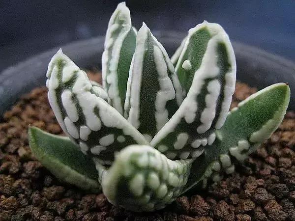 能抵御辐射的植物,最好的防辐射植物