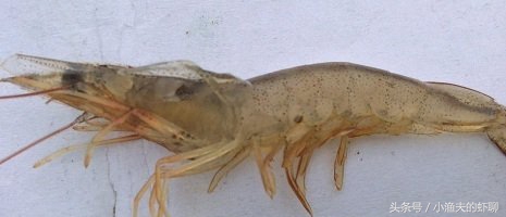 对虾养殖中常见的疾病,对虾白斑防治方法