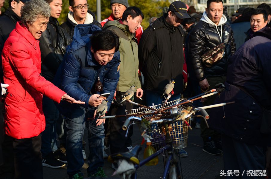 北京十大花鸟鱼虫市场,北京官园花鸟鱼虫市场现在开放吗