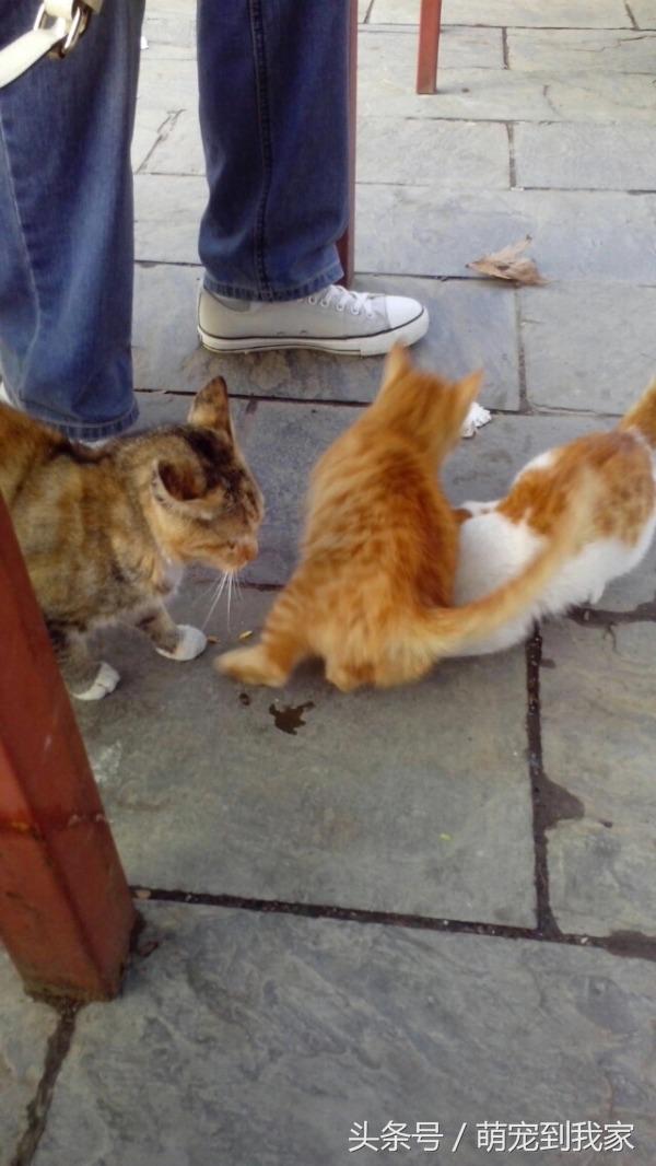 老猫的养猫日记 (网瘾少年养猫)