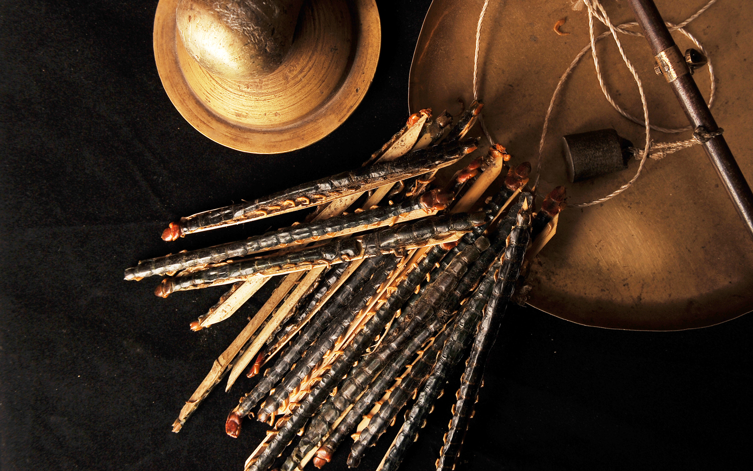 中国五毒之中为什么没有蜘蛛,五毒和蜘蛛的区别