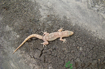 中国五毒之中为什么没有蜘蛛,五毒和蜘蛛的区别