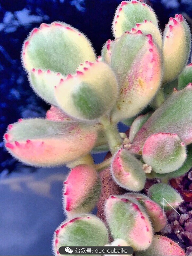 黄色熊童子多肉植物状态图,多肉植物熊童子怎么养