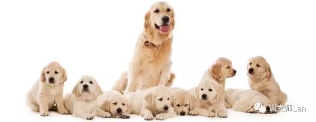 狗狗怎么看怀孕没怀孕,如何知道狗狗怀孕了还是没怀孕