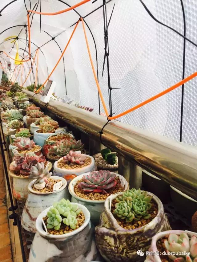 没有暖气的包邮区，肉肉照样美美的！