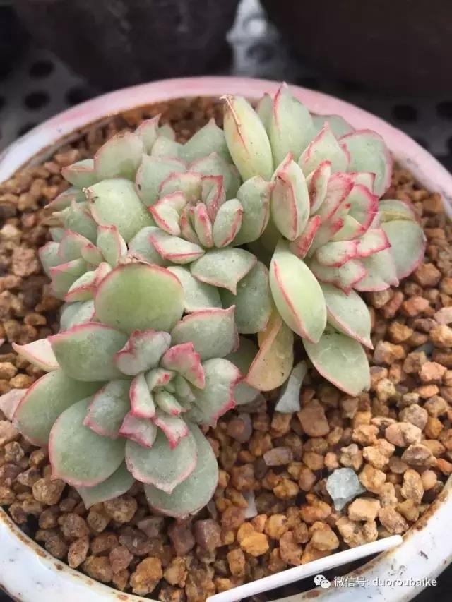 没有暖气的包邮区，肉肉照样美美的！