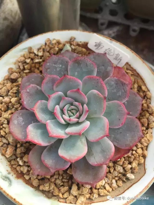 没有暖气的包邮区，肉肉照样美美的！