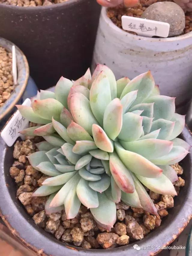 没有暖气的包邮区，肉肉照样美美的！