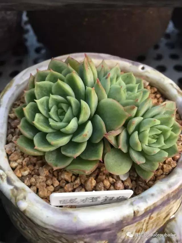 没有暖气的包邮区，肉肉照样美美的！