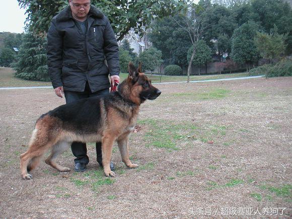 狗狗正确的洗澡步骤，附上爱犬照片