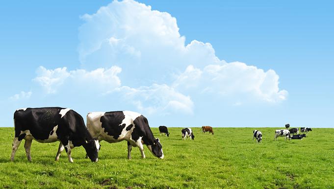 荷兰百牧元奶粉怎么样,荷兰婴幼儿奶粉0-6个月推荐