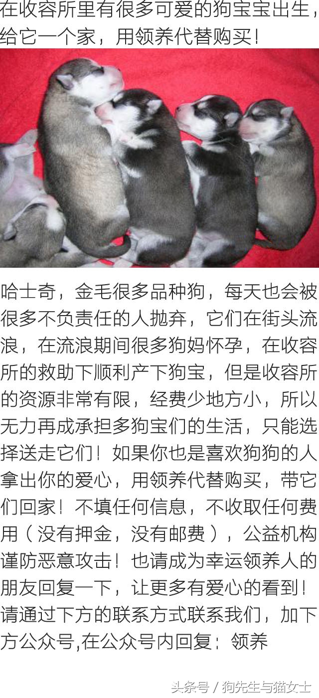 因主人出差两天没喂，哈士奇把万元床垫尿湿，表情亮了！