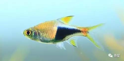 水草缸养小型热带鱼用多大的缸好,水草缸适合混养哪些小型热带鱼