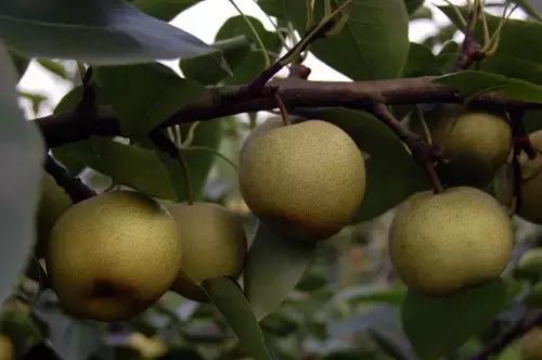 福建汀州土特产,福建零食特产有哪些